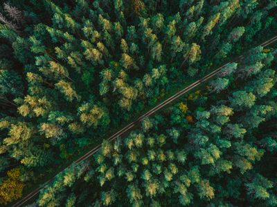 Wood processing companies and forests